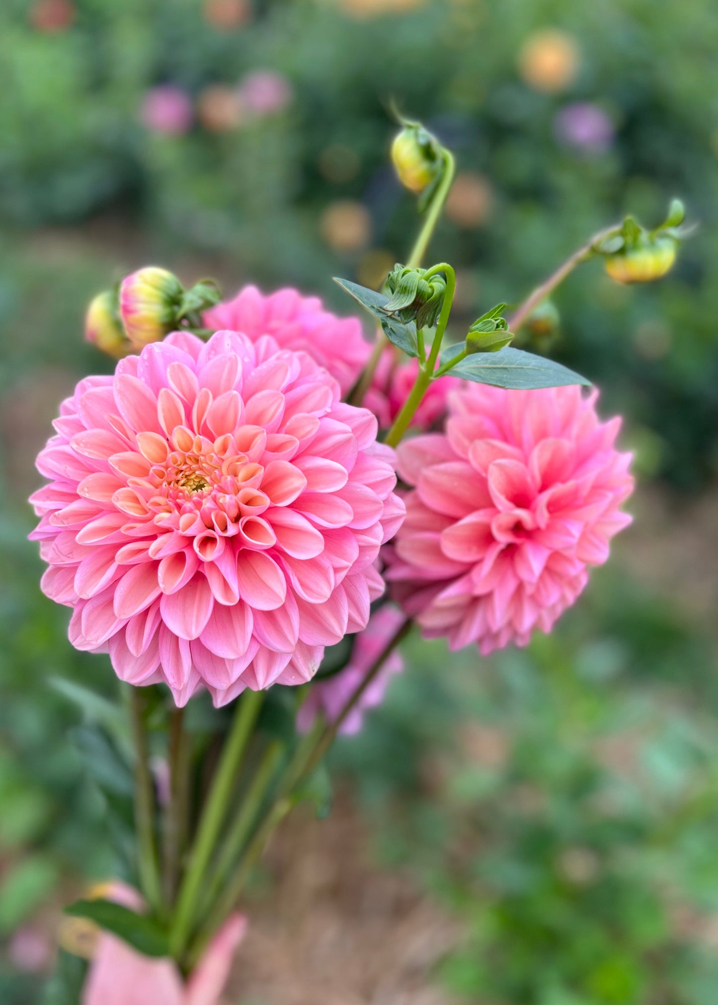 Dahlia 'Floralie Kindness'