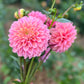 Farmgate Bunches ~ Small Decorative Dahlias