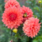 Dahlia 'Christie Leader'