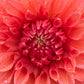 Dahlia 'Christie Leader'