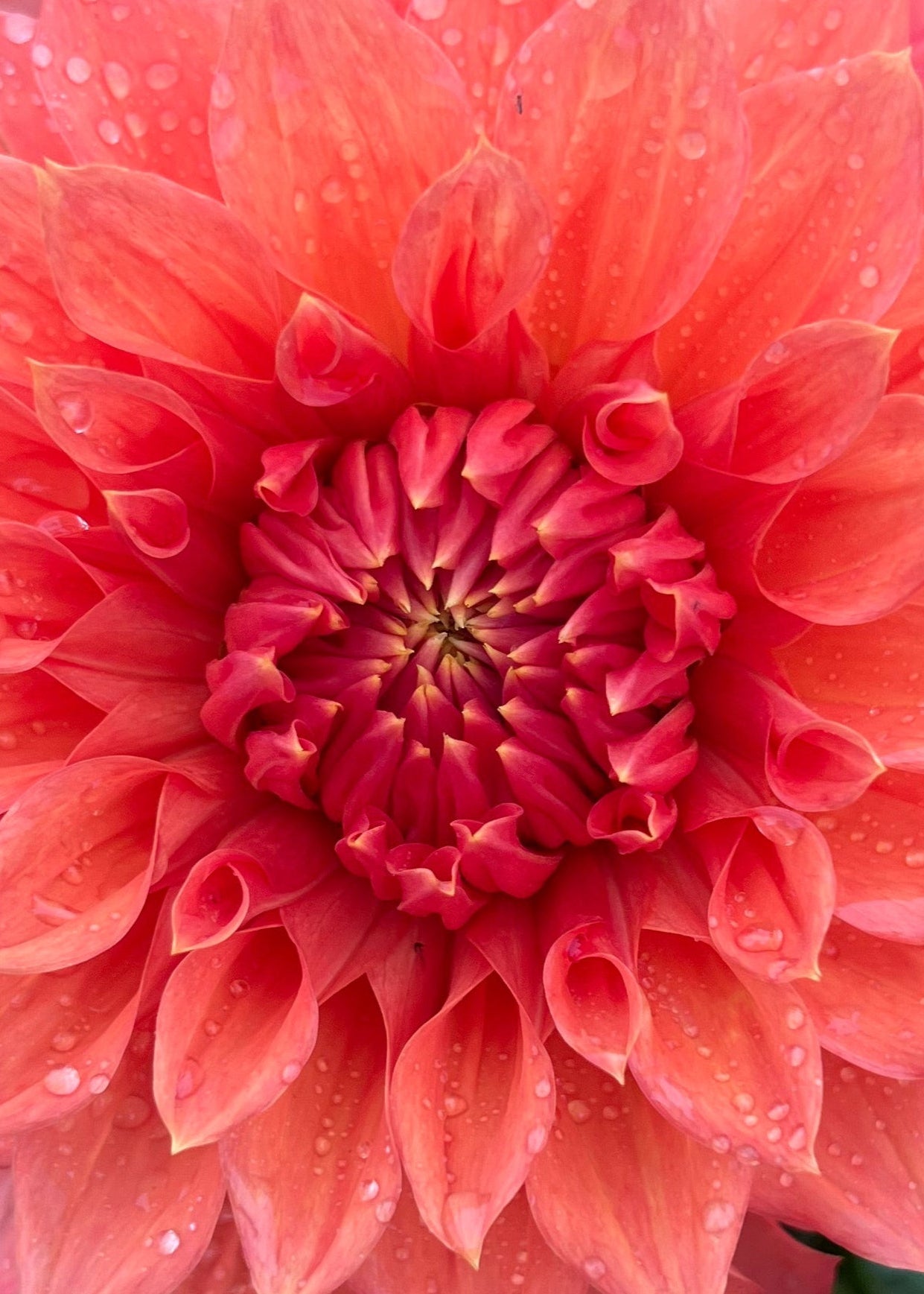 Dahlia 'Christie Leader'
