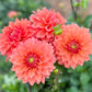 Farmgate Bunches ~ Medium Decorative Dahlias