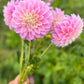 Dahlia 'Devon Seattle'