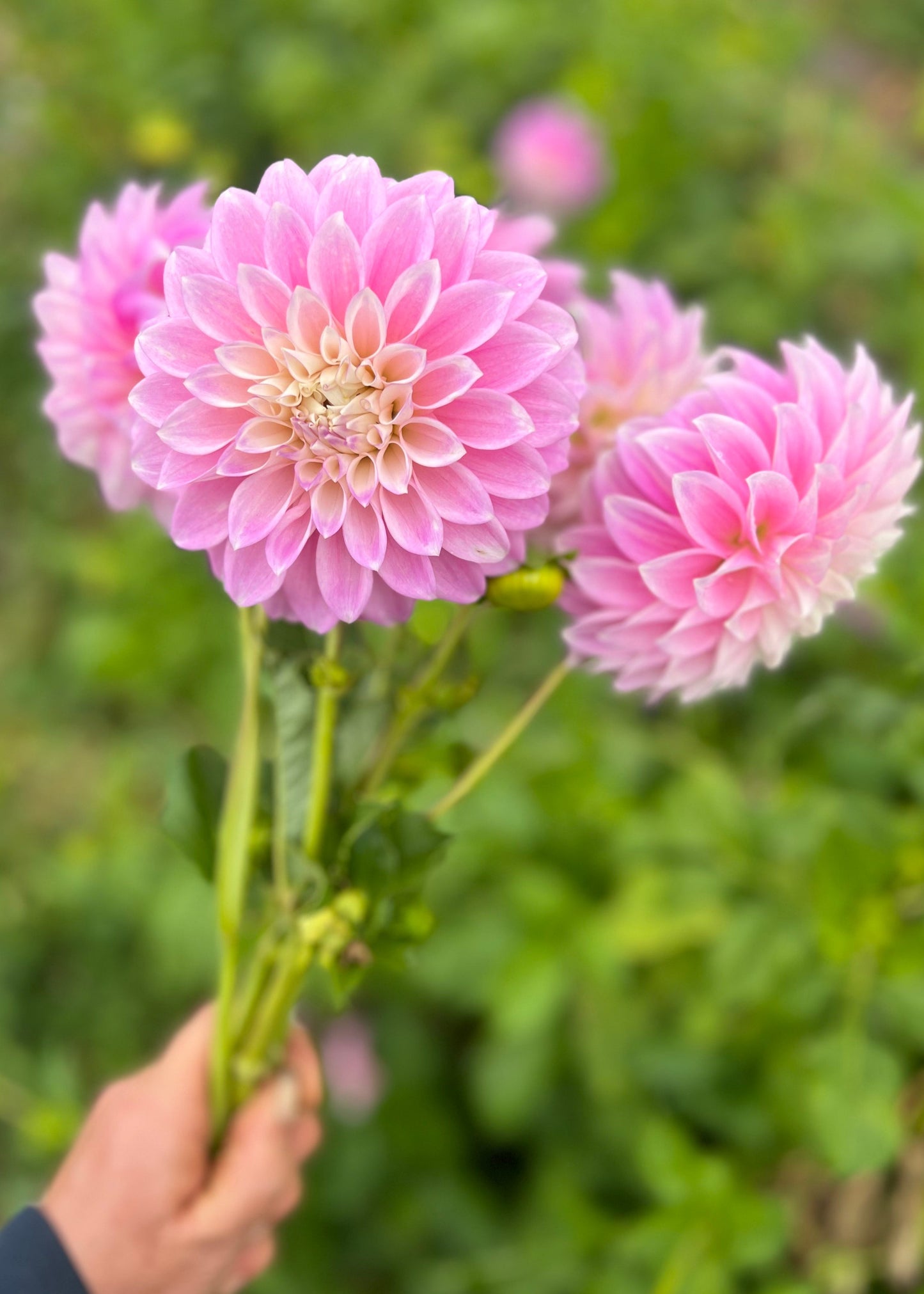 Dahlia 'Devon Seattle'