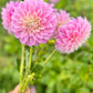 Farmgate Bunches ~ Small Decorative Dahlias