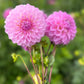 Dahlia 'Marshmallow'