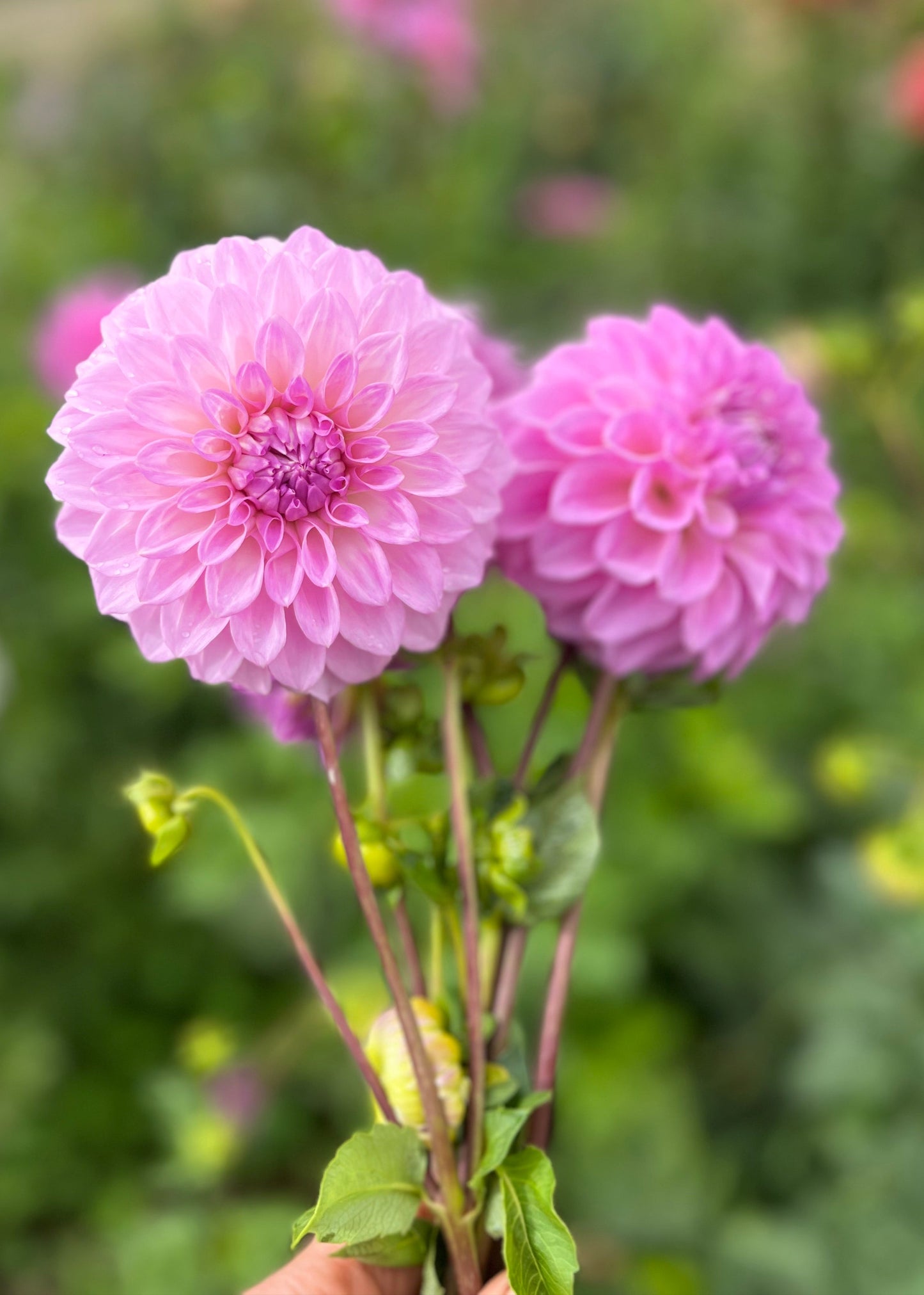 Dahlia 'Marshmallow'