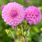 Farmgate Bunches ~ Small Decorative Dahlias