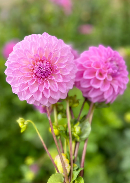 Farmgate Bunches ~ Small Decorative Dahlias