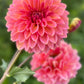 Dahlia 'Trevallyn Pride'