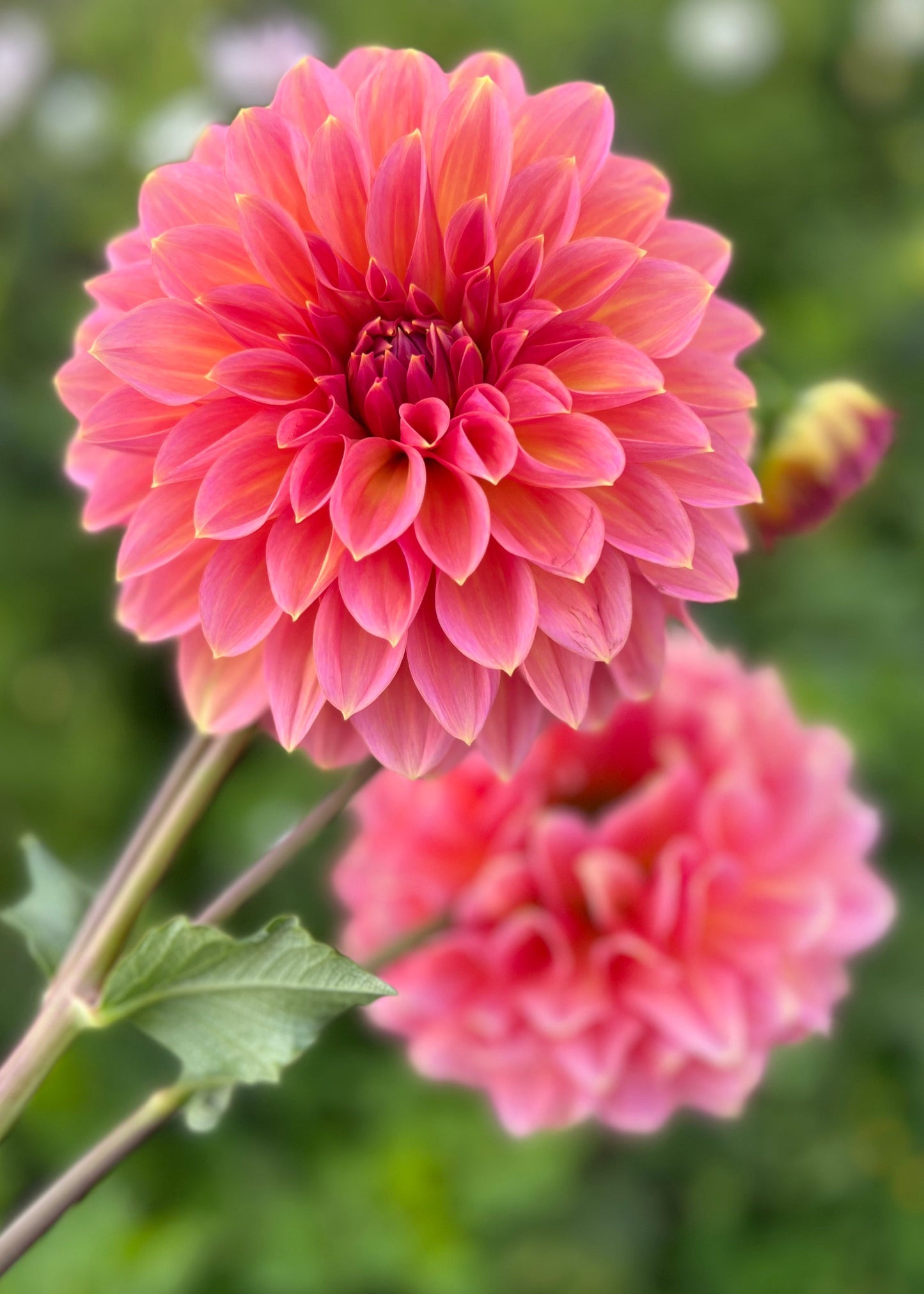 Dahlia 'Trevallyn Pride'