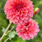 Farmgate Bunches ~ Small Decorative Dahlias
