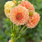 Farmgate Bunches ~ Small Decorative Dahlias