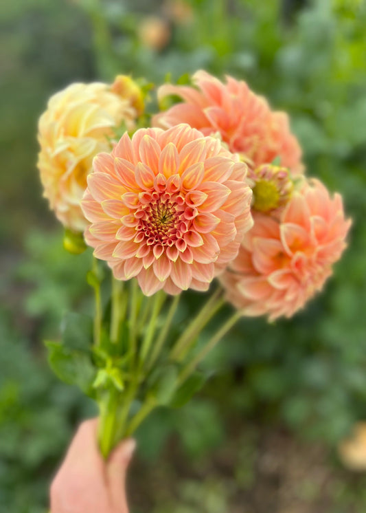 Farmgate Bunches ~ Small Decorative Dahlias