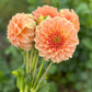 Dahlia 'Bracken Sarah'