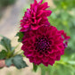 Dahlia 'Lindsay'