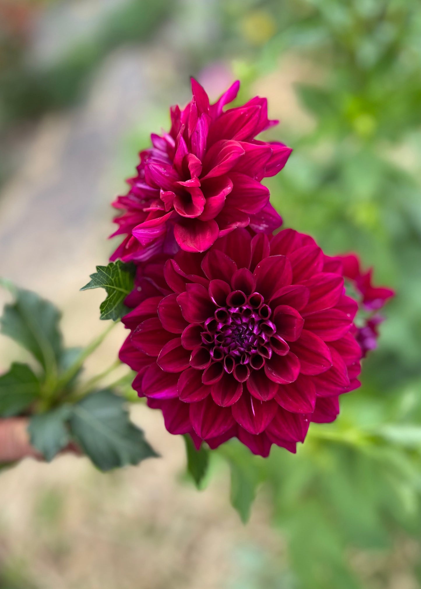 Dahlia 'Lindsay'