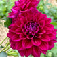 Farmgate Bunches ~ Miniature Decorative Dahlias