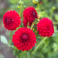Dahlia 'Red Alert'