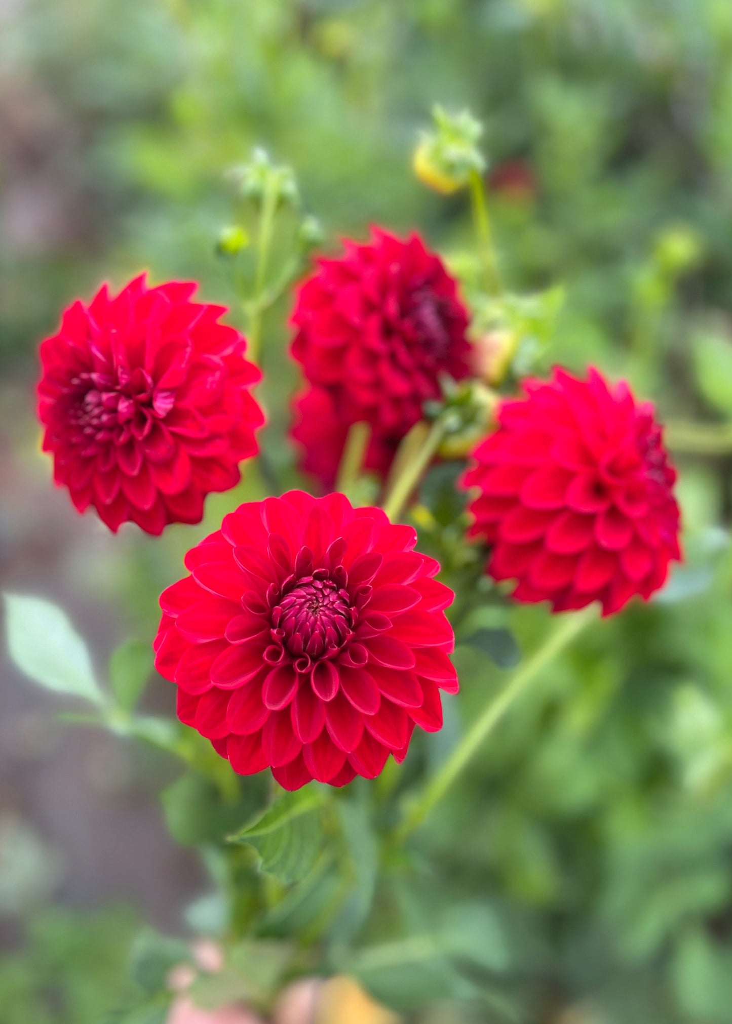 Dahlia 'Red Alert'