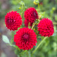 Farmgate Bunches ~ Miniature Decorative Dahlias