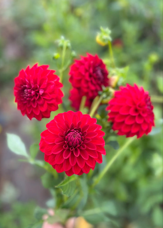 Farmgate Bunches ~ Miniature Decorative Dahlias