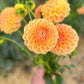 Farmgate Bunches ~ Ball Dahlias