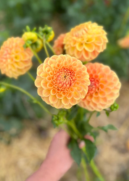 Farmgate Bunches ~ Ball Dahlias