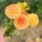 Dahlia 'Winkie Tuscany'