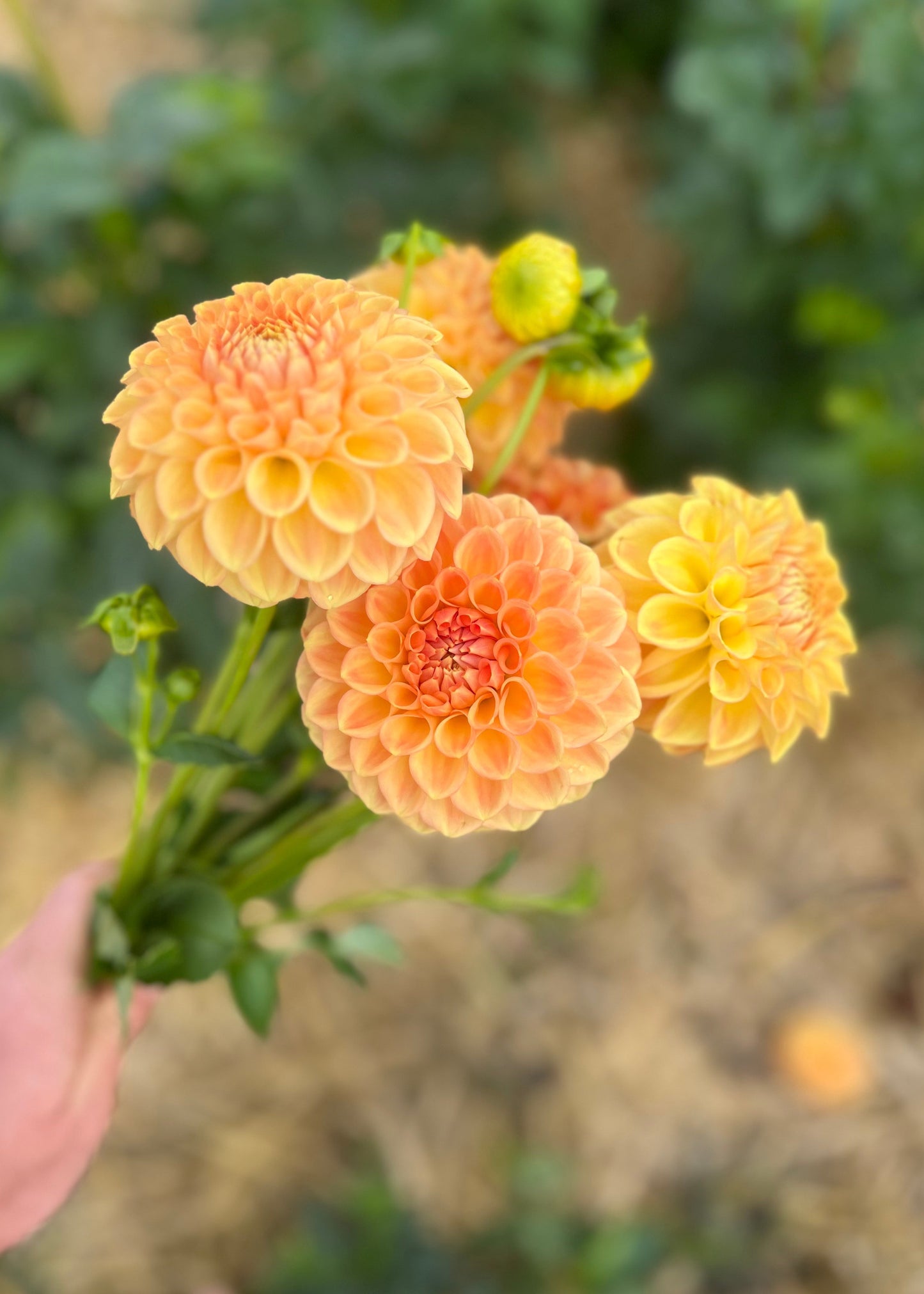 Dahlia 'Winkie Tuscany'