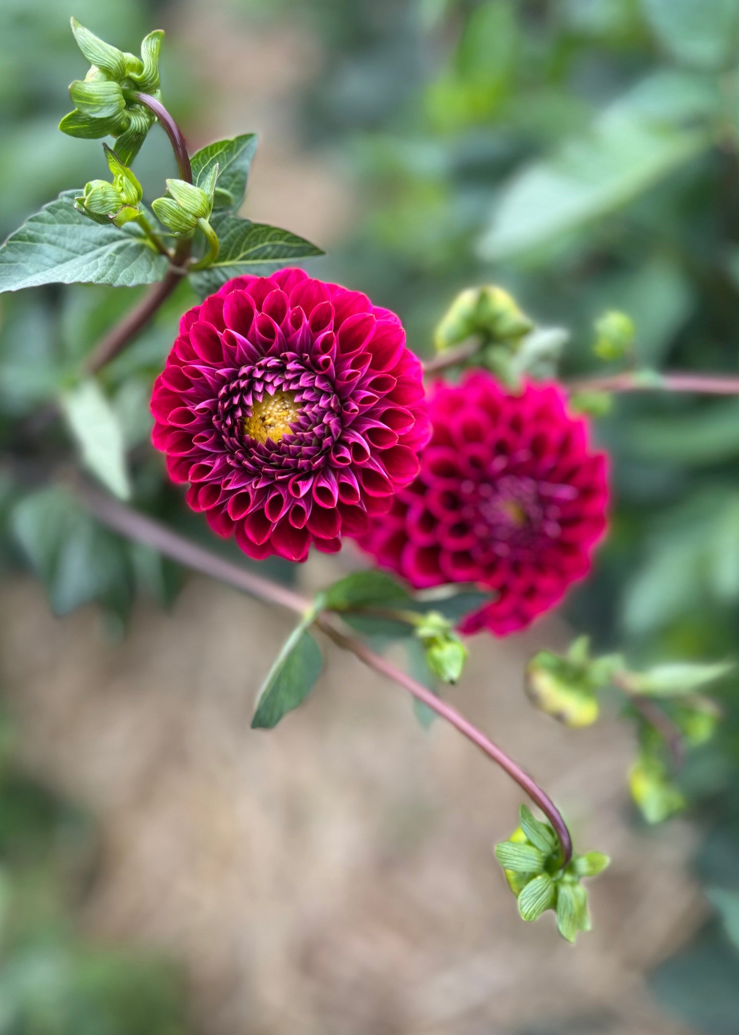 Everbloom Vintage Velvet