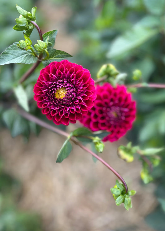 Everbloom Vintage Velvet