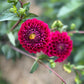 Farmgate Bunches ~ Miniature Decorative Dahlias