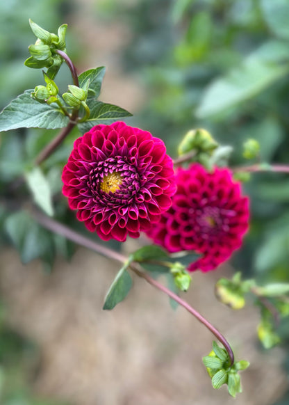 Farmgate Bunches ~ Miniature Decorative Dahlias