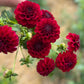 Dahlia 'Floralie Pendulum'