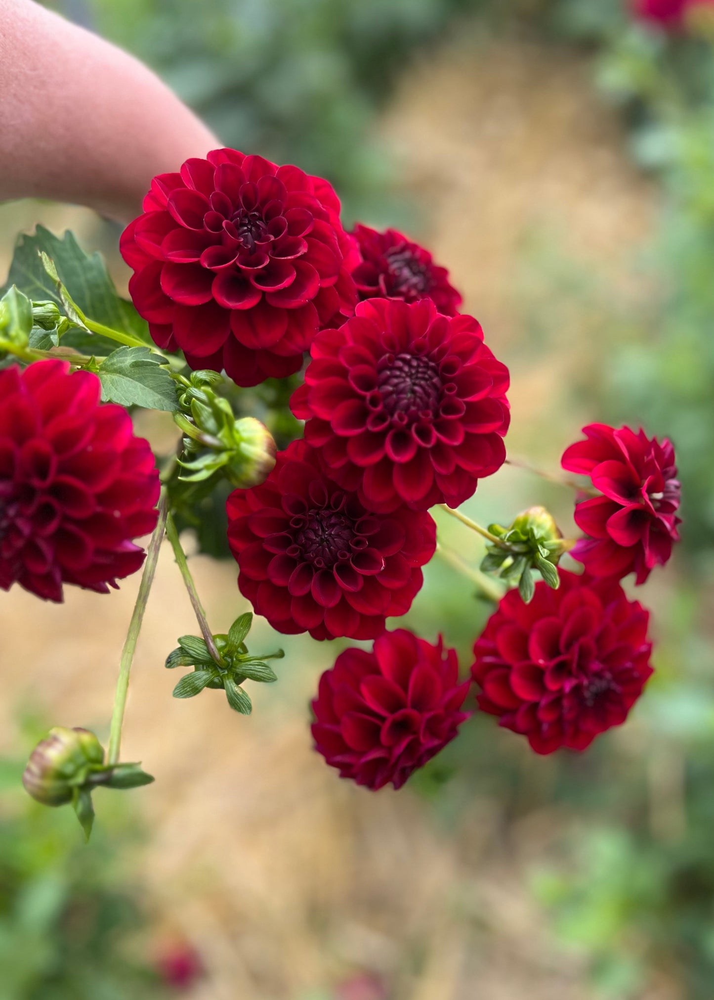 Dahlia 'Floralie Pendulum'