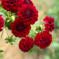 Farmgate Bunches ~ Miniature Decorative Dahlias