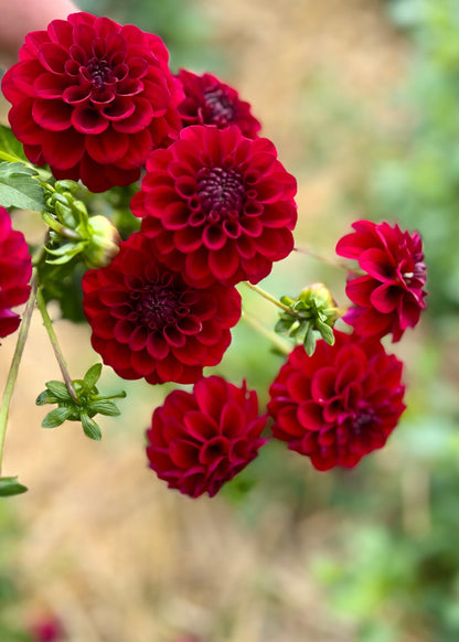 Farmgate Bunches ~ Miniature Decorative Dahlias