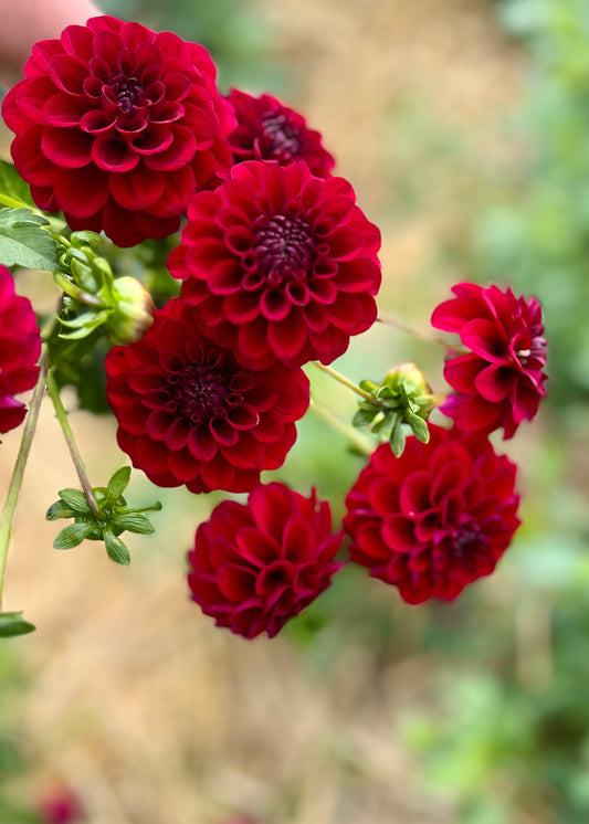 Farmgate Bunches ~ Miniature Decorative Dahlias