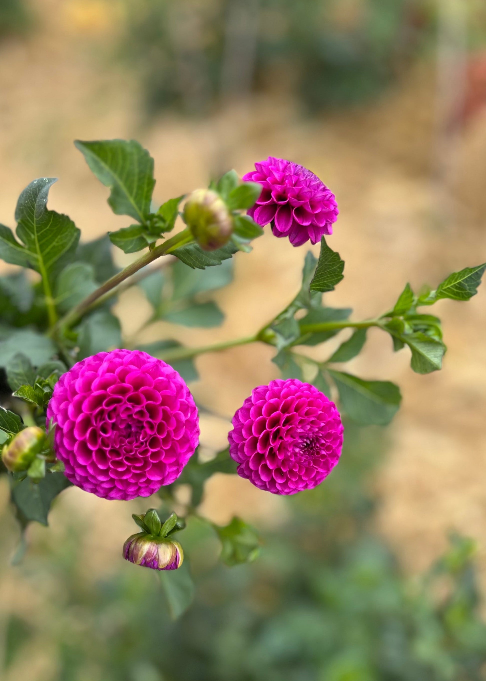 Pompon Dahlia Tubers in cultivar Floralie Hayley, Side View. 