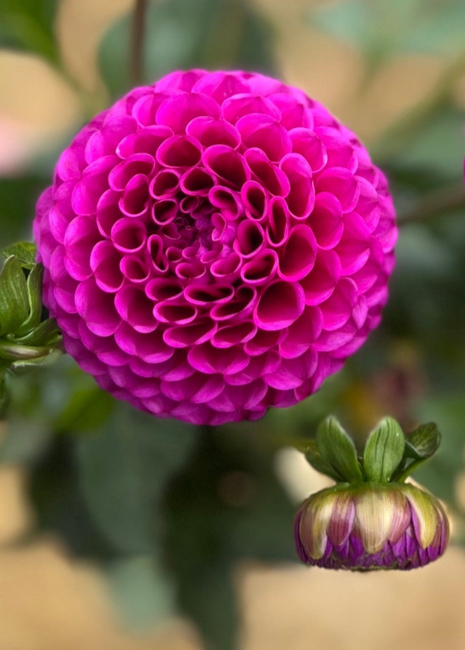 Close up of Dahlia Tubers Floralie Hayley, Front View.