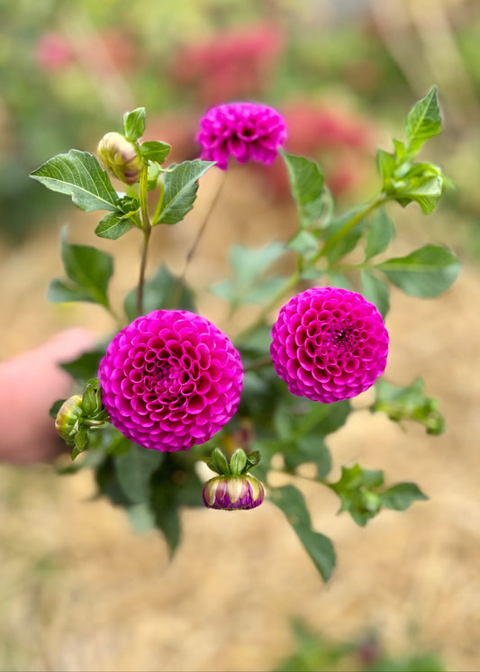 Farmgate Bunches ~ Pompon Dahlias