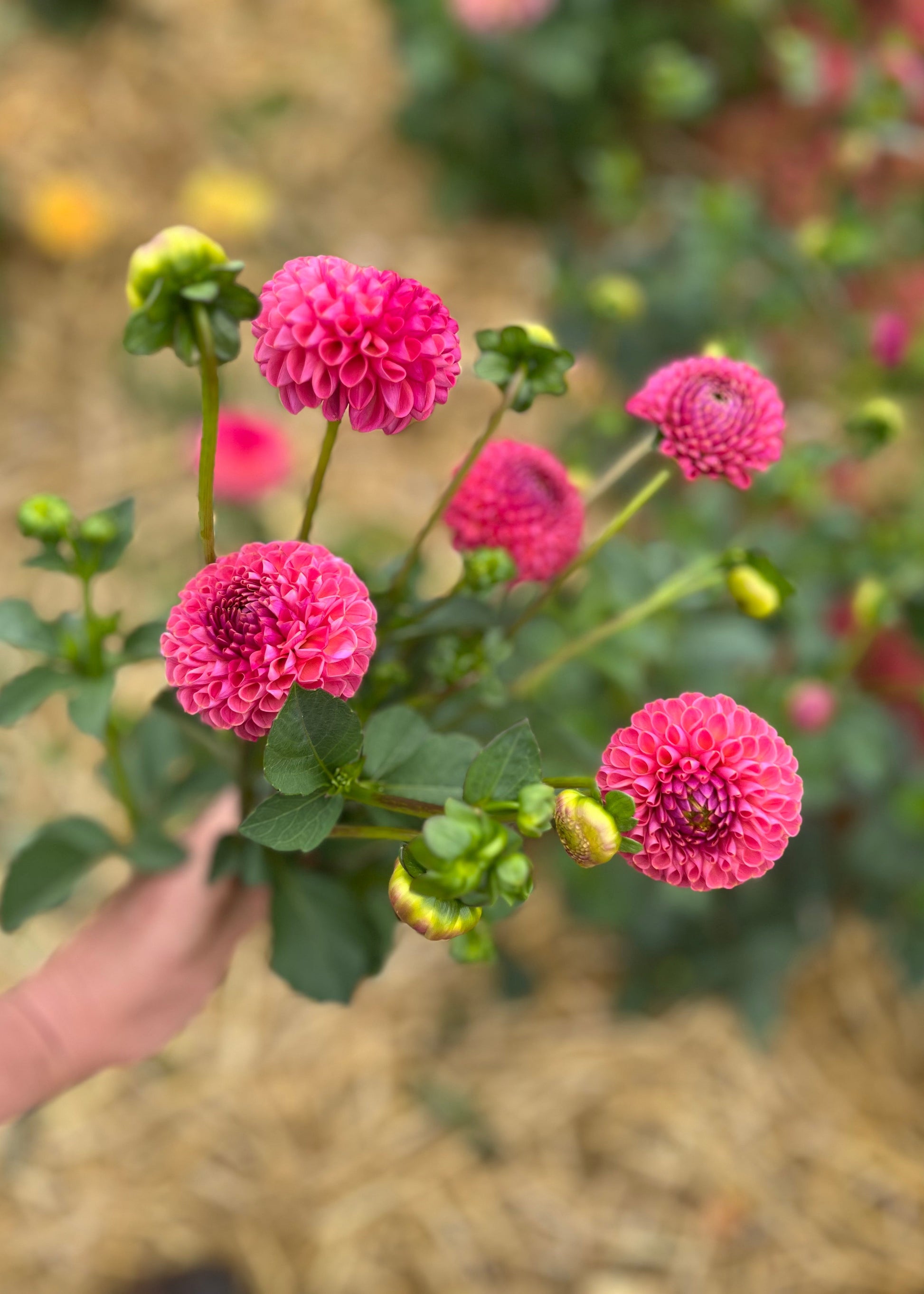 Pompon Dahlia Tubers in cultivar Little Peaches, Top View. 