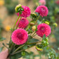 Farmgate Bunches ~ Pompon Dahlias