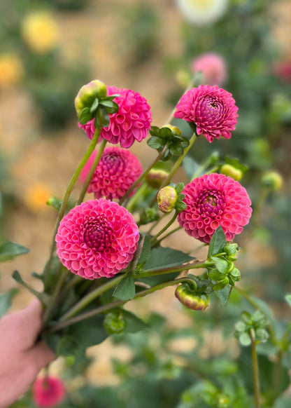 Farmgate Bunches ~ Pompon Dahlias