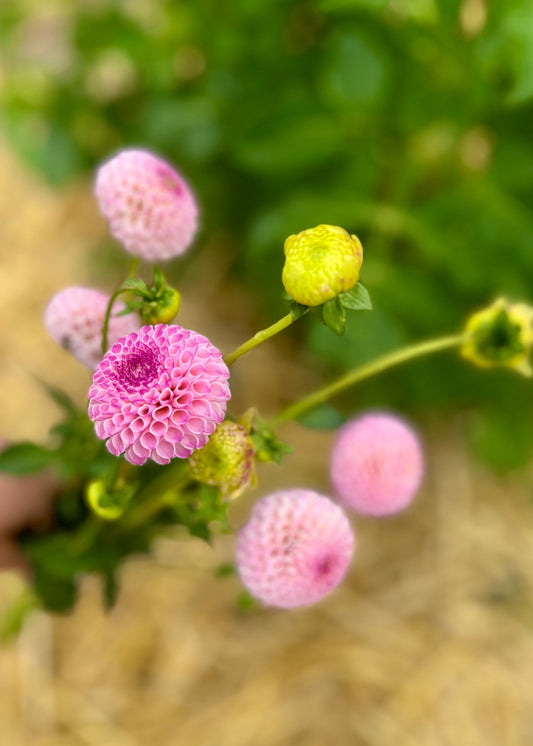 Farmgate Bunches ~ Pompon Dahlias