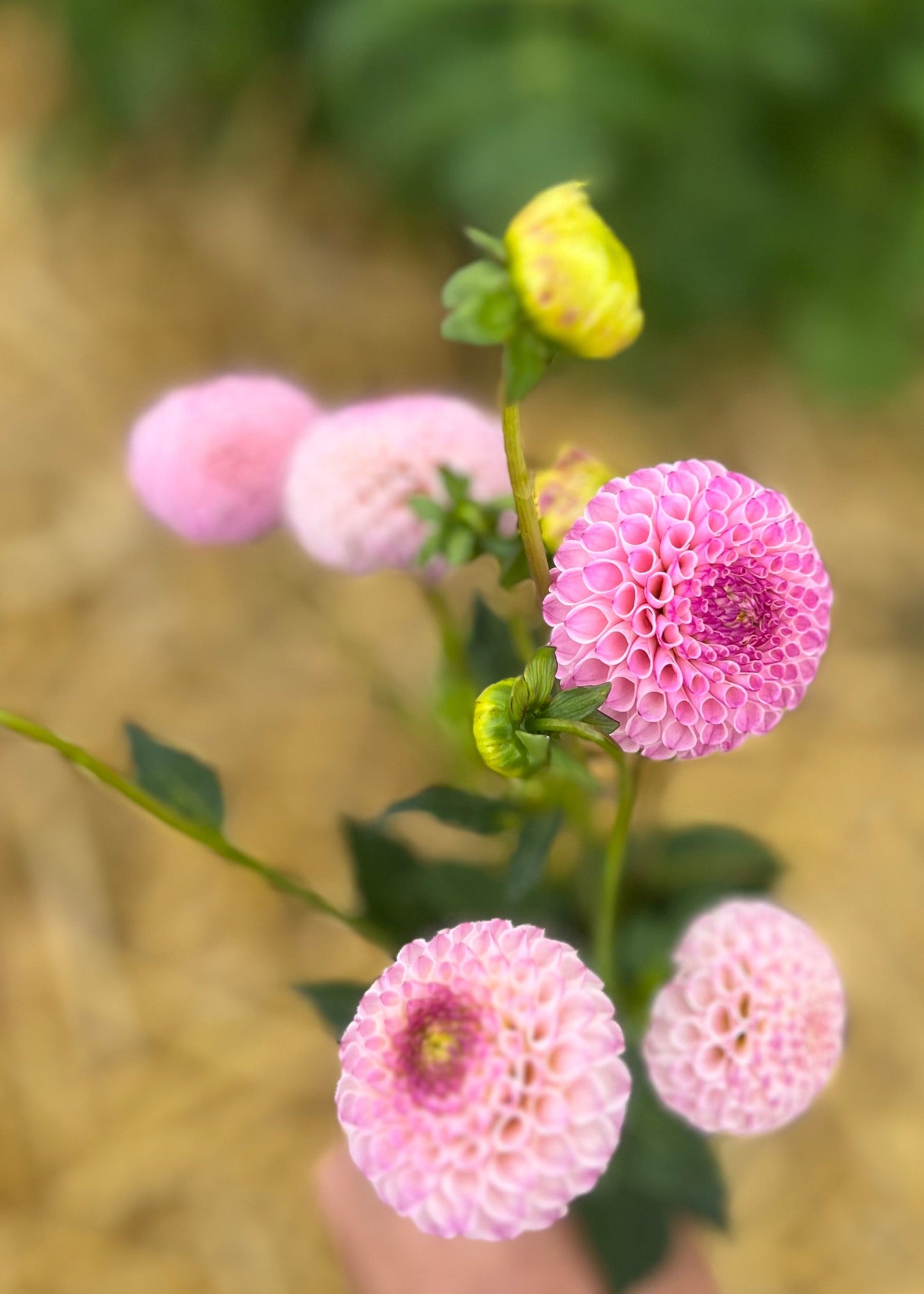 Pompon Dahlia Tubers in Mi Wong. 
A  bunch of Mi Wong pompon flowers, top view.