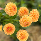 Dahlia 'Winkie Ingot'
