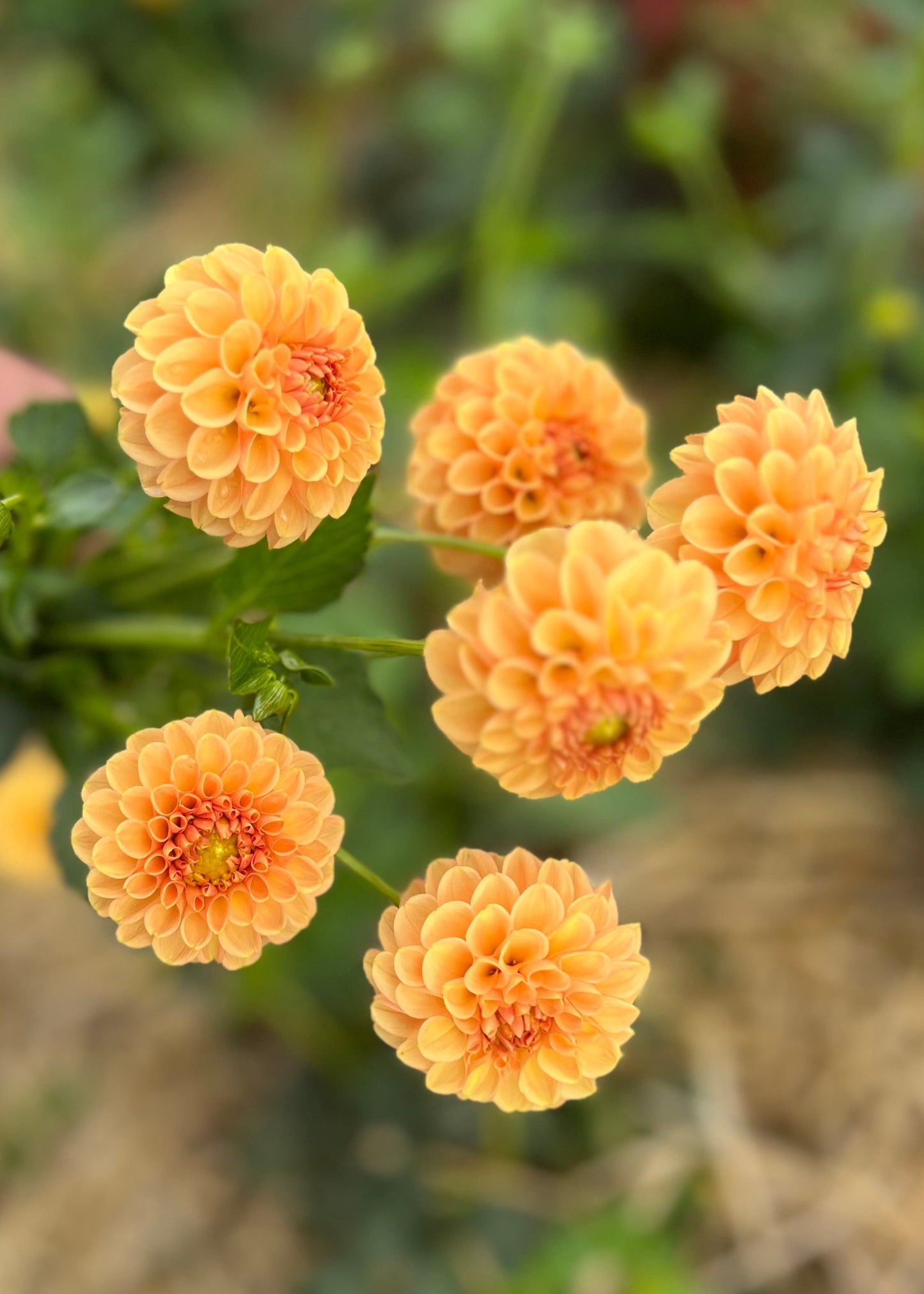 Dahlia 'Winkie Ingot'