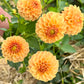 Farmgate Bunches ~ Ball Dahlias